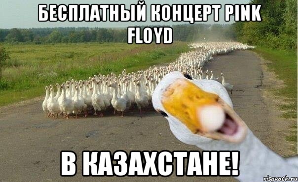 Бесплатный концерт Pink Floyd в Казахстане!, Мем гуси