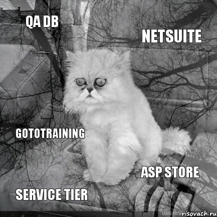 QA DB Netsuite Service Tier ASP Store GoToTraining, Комикс  кот безысходность