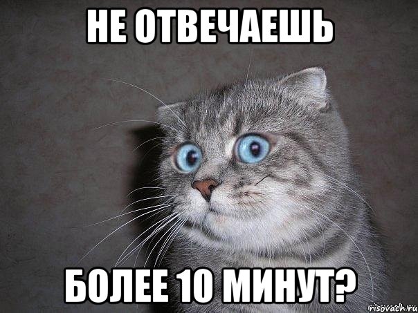 Не отвечаешь Более 10 минут?, Мем  удивлённый кот