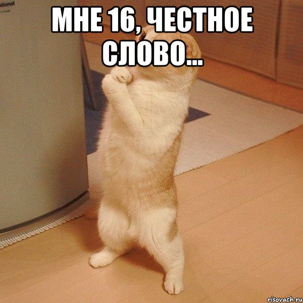 мне 16, честное слово... , Мем  котэ молится