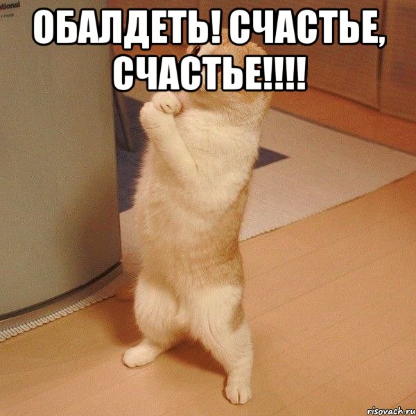 ОБАЛДЕТЬ! СЧАСТЬЕ, СЧАСТЬЕ!!!! , Мем  котэ молится