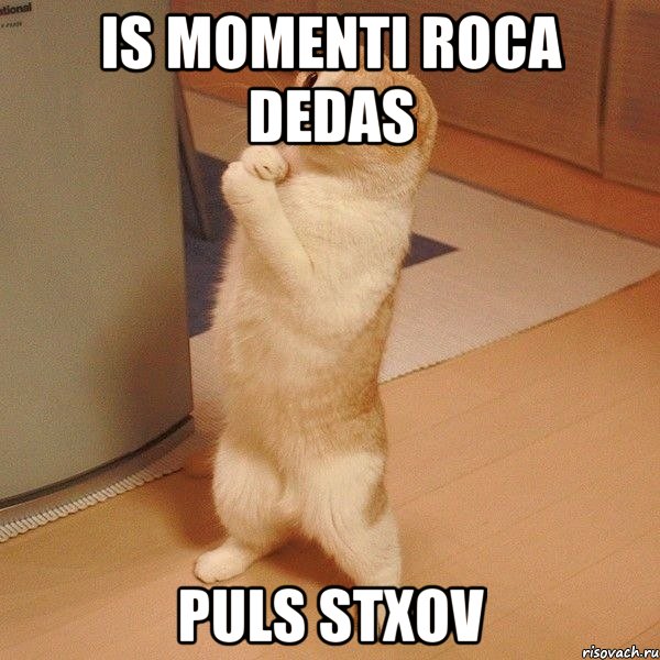 is momenti roca dedas puls stxov, Мем  котэ молится