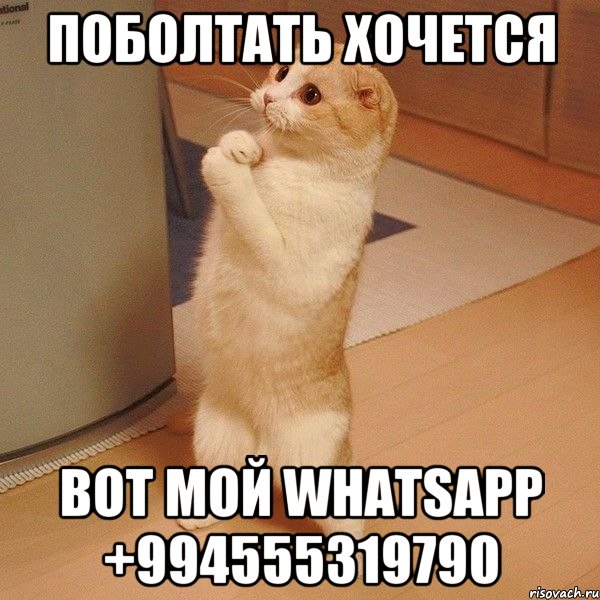 Поболтать хочется Вот мой Whatsapp +994555319790, Мем  котэ молится