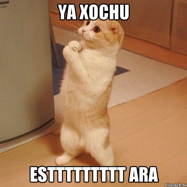 ya xochu esttttttttt ara, Мем  котэ молится