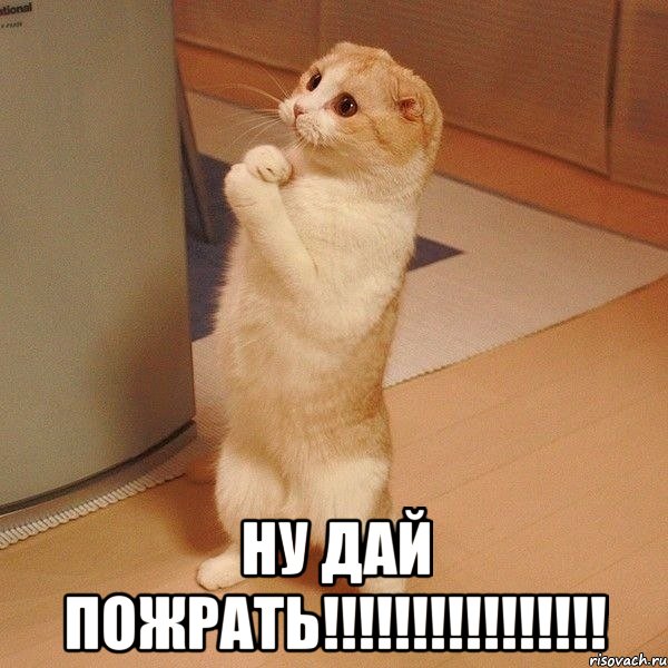  Ну дай пожрать!!!!!!!!!!!!!!!!, Мем  котэ молится