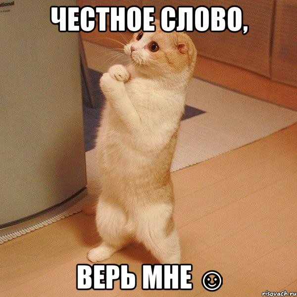 Честное слово, верь мне ☺, Мем  котэ молится