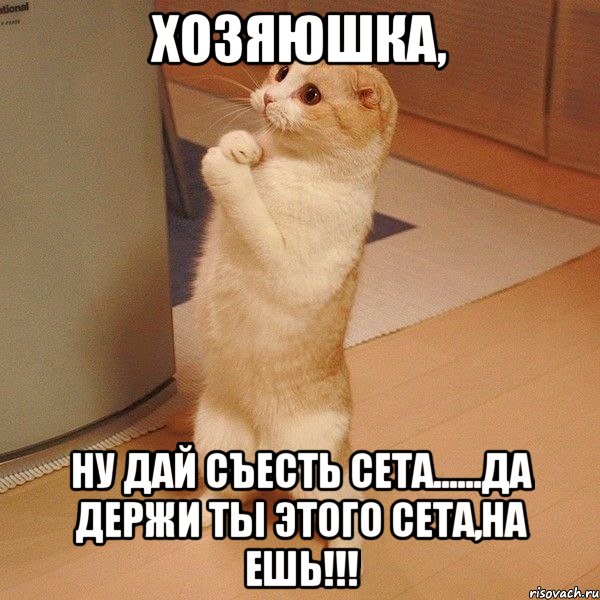 Хозяюшка, ну дай съесть Сета......Да держи ты этого Сета,на ешь!!!, Мем  котэ молится