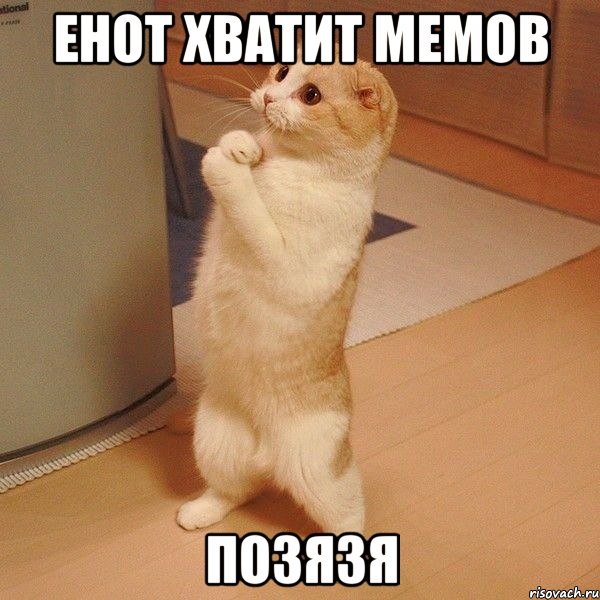 енот хватит мемов позязя, Мем  котэ молится