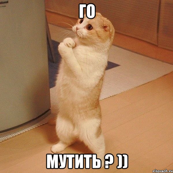 Го Мутить ? )), Мем  котэ молится