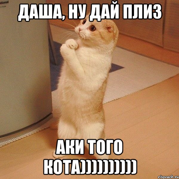 Даша, ну дай плиз Аки того кота)))))))))), Мем  котэ молится