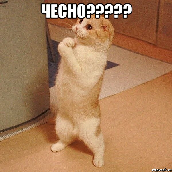 чесно????? , Мем  котэ молится