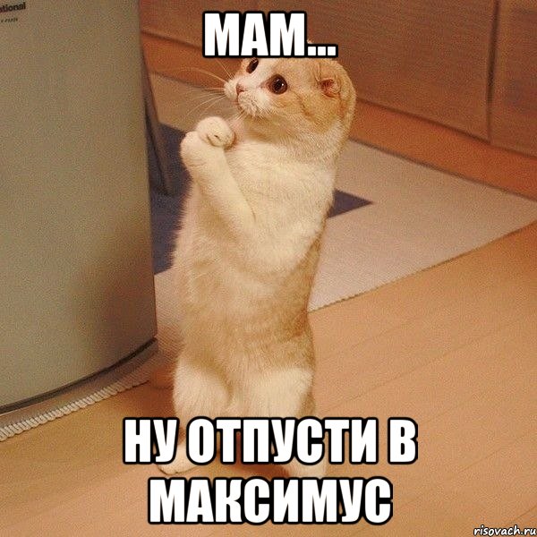 Мам... ну отпусти в МАКСИМУС, Мем  котэ молится