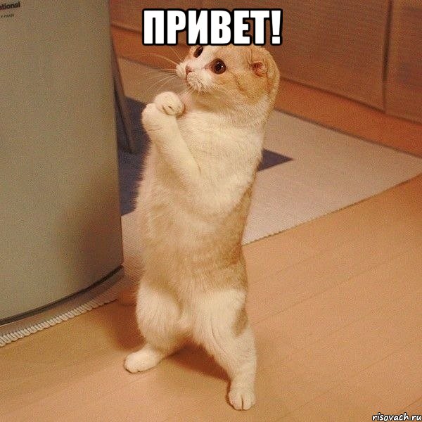 ПРИВЕТ! , Мем  котэ молится