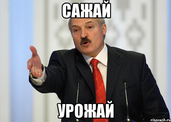 САЖАЙ УРОЖАЙ, Мем лукашенко