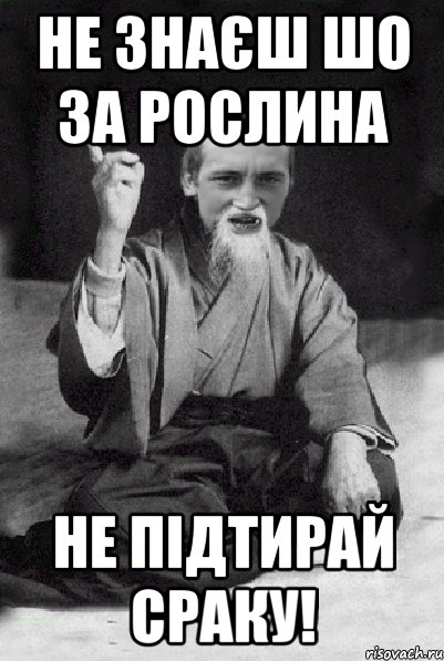 Не знаєш шо за рослина не підтирай сраку!, Мем Мудрий паца