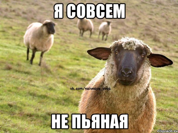 я совсем не пьяная, Мем  Наивная Овца