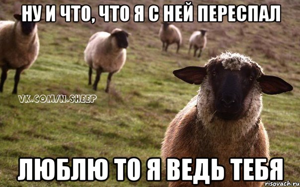 ну и что, что я с ней переспал люблю то я ведь тебя, Мем  Наивная Овца