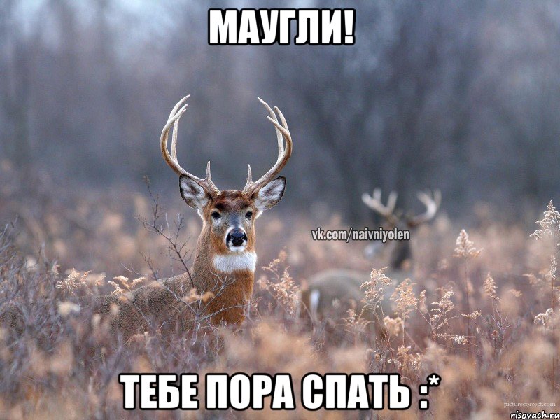 Маугли! Тебе пора спать :*, Мем   Наивный олень