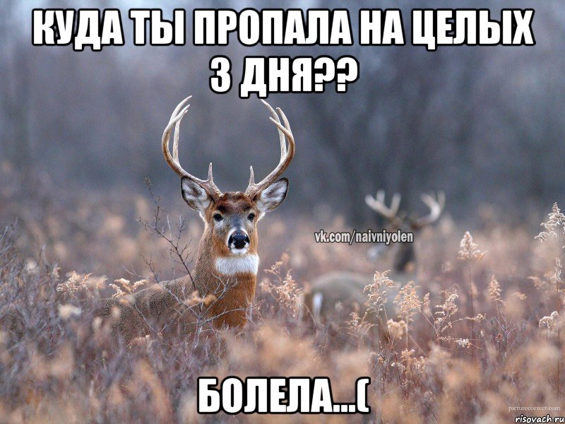 Куда ты пропала на целых 3 дня?? Болела...(, Мем   Наивный олень