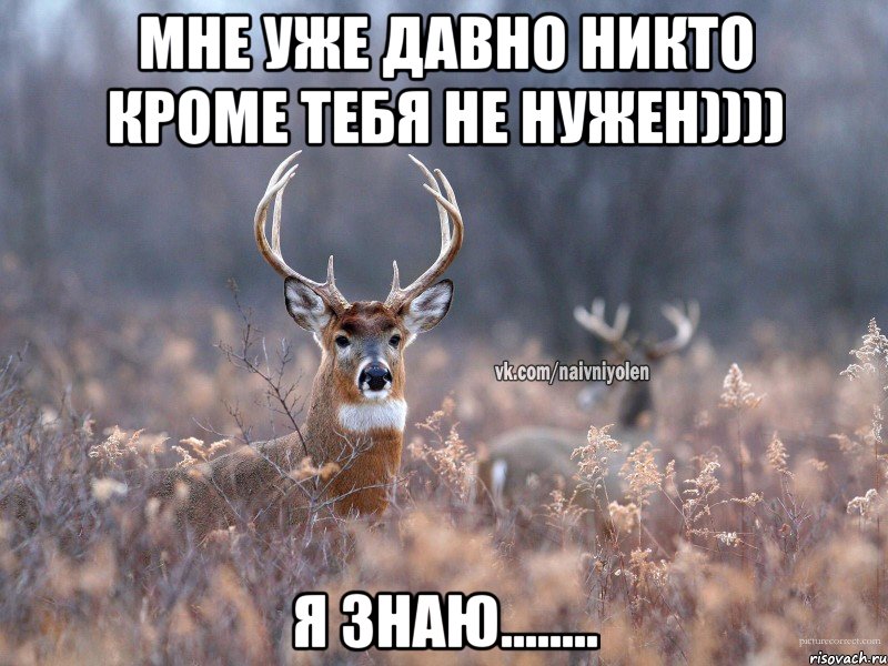 мне уже давно никто кроме тебя не нужен)))) я знаю........, Мем   Наивный олень