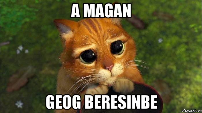 A magan geog beresinbe, Мем кот из шрека