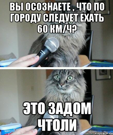 Вы осознаете , что по городу следует ехать 60 км/ч? Это задом чтоли, Комикс  кот с микрофоном