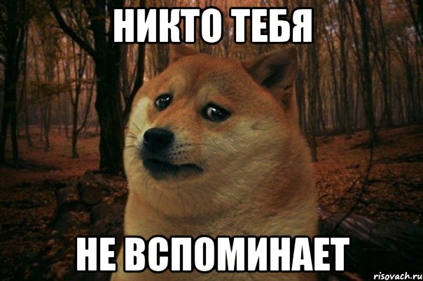 никто тебя не вспоминает, Мем SAD DOGE