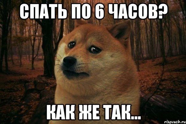 Спать по 6 часов? Как же так..., Мем SAD DOGE