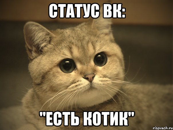 Статус вк: "есть котик"