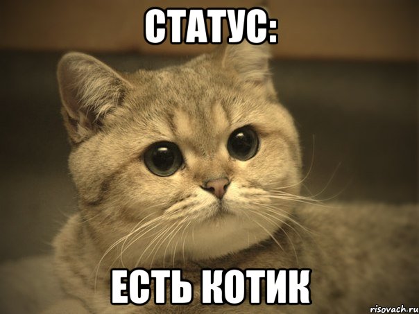 статус: есть котик