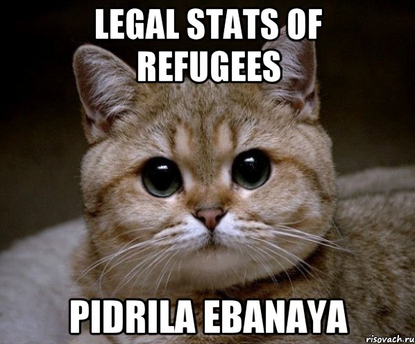 Legal stats of refugees Pidrila ebanaya, Мем Пидрила Ебаная