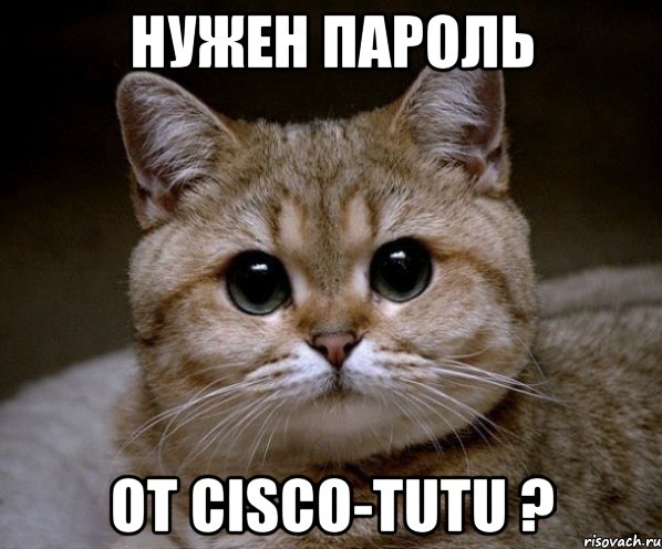 нужен пароль от cisco-tutu ?, Мем Пидрила Ебаная