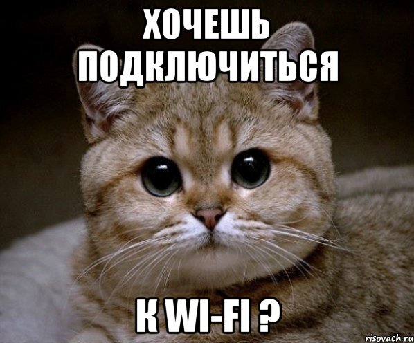 хочешь подключиться к wi-fi ?, Мем Пидрила Ебаная