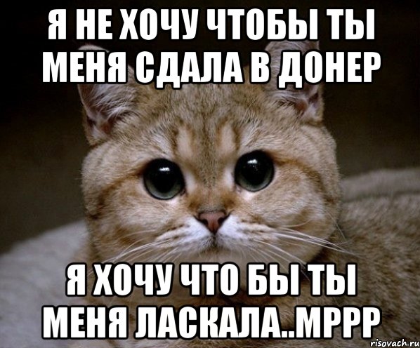 Я не хочу чтобы ты меня сдала в ДОНЕР Я хочу что бы ты меня ласкала..Мррр, Мем Пидрила Ебаная