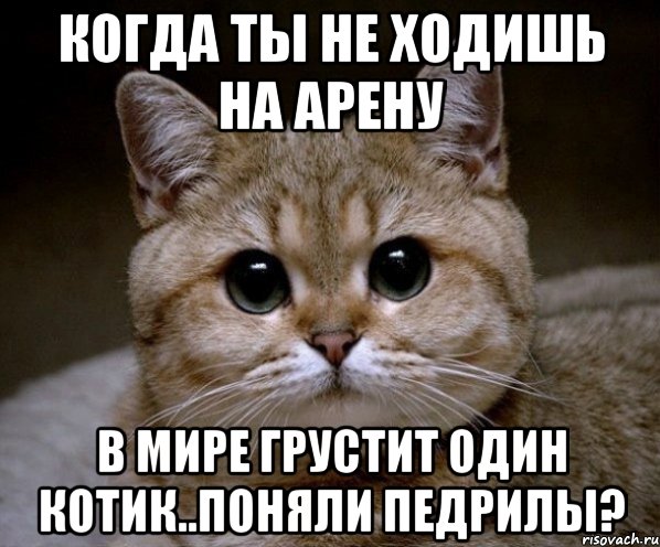 Когда ты не ходишь на арену В мире грустит один котик..поняли педрилы?, Мем Пидрила Ебаная