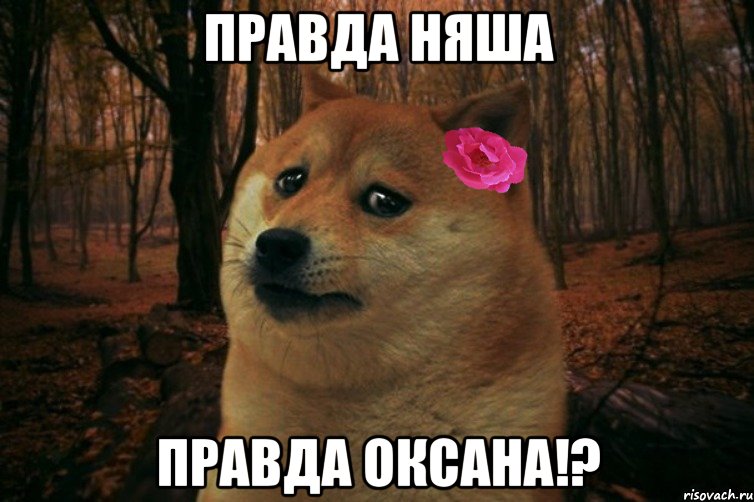 ПРАВДА НЯША ПРАВДА ОКСАНА!?, Мем  SAD DOGE GIRL