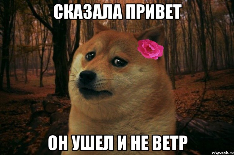 Сказала привет он ушел и не ветр, Мем  SAD DOGE GIRL