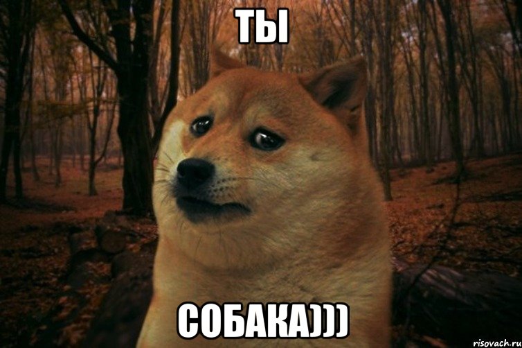 Ты Собака))), Мем SAD DOGE