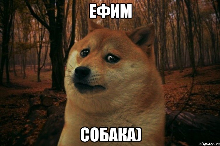 Ефим Собака), Мем SAD DOGE