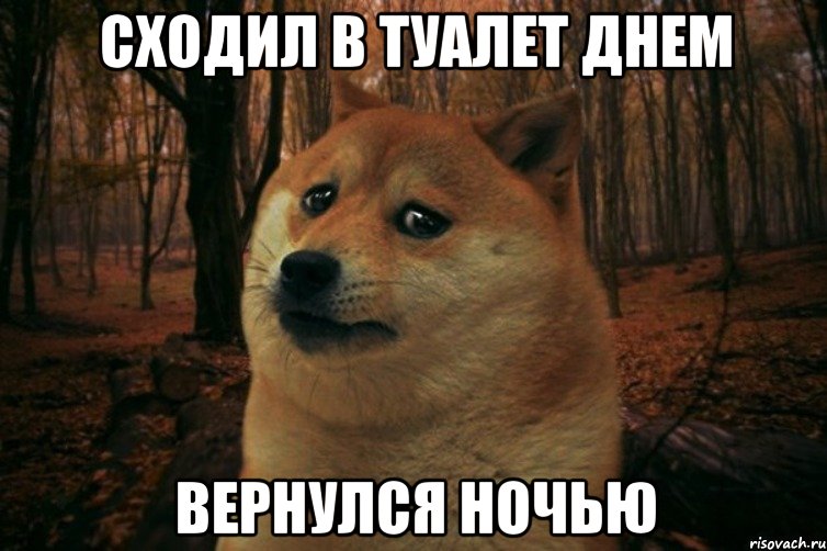 сходил в туалет днем вернулся ночью, Мем SAD DOGE