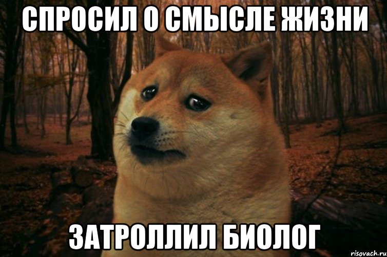 Спросил о смысле жизни Затроллил биолог, Мем SAD DOGE