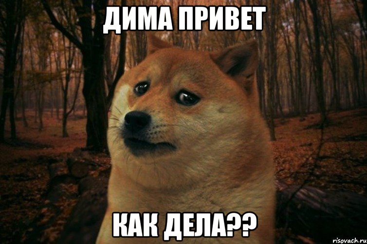 Дима Привет как дела??, Мем SAD DOGE