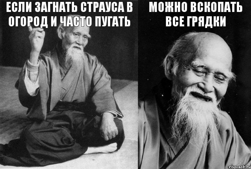 Если загнать страуса в огород и часто пугать  можно вскопать все грядки , Комикс Мудрец-монах (4 зоны)