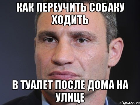 Как переучить собаку ходить В туалет после дома на улице, Мем Типичный Кличко