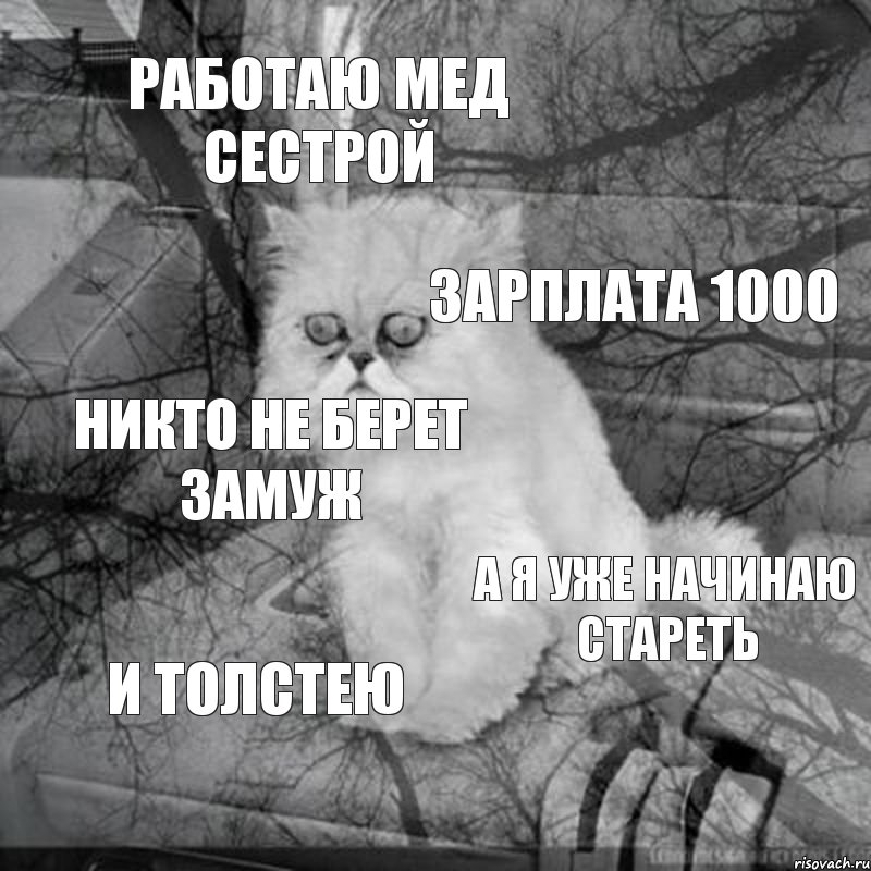 Работаю мед сестрой Зарплата 1000 Никто не берет замуж А я уже начинаю стареть И толстею, Комикс  кот безысходность