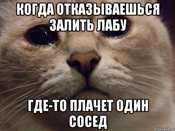 когда отказываешься залить лабу где-то плачет один сосед, Мем   В мире грустит один котик