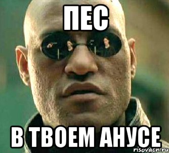 ПЕС В ТВОЕМ АНУСЕ, Мем  а что если я скажу тебе