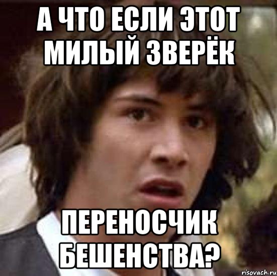 А что если этот милый зверёк переносчик бешенства?, Мем А что если (Киану Ривз)