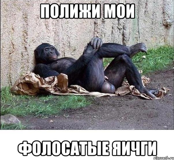 полижи мои фолосатые яичги