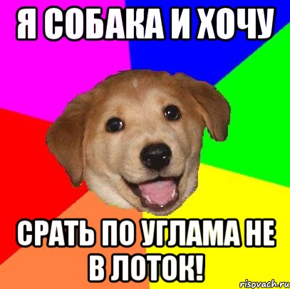 Я собака и хочу срать по углама не в лоток!, Мем Advice Dog